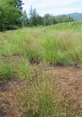 Snoqualmie Ridge II rush grass