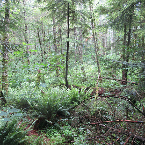 Snoqualmie Ridge II forest