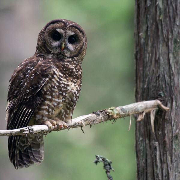 Spotted owl on tree limb