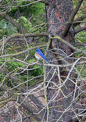 Suncadia bluebird in tree
