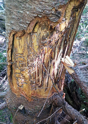 Bear damage scratches to tree trunk
