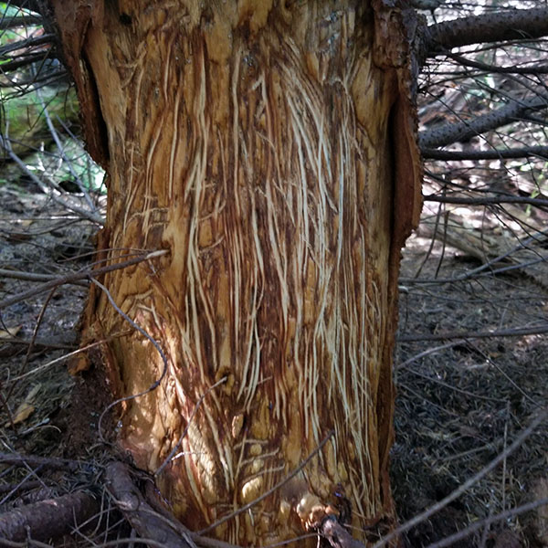 Bear damage scratch marks on tree