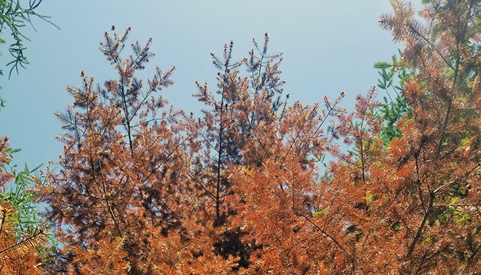 Brown foliage due to tree bear damage