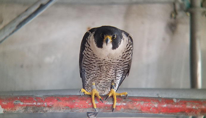 West Seattle bridge female falcon on rail