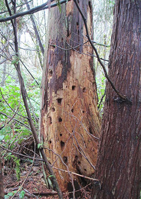 Tehaleh holes in wood trunk