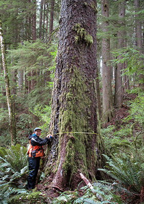Annamaria Clark measuring a large spruce with a DBH tape