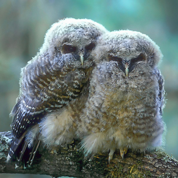 Two juvenile spotted owls snuggled together on a branch