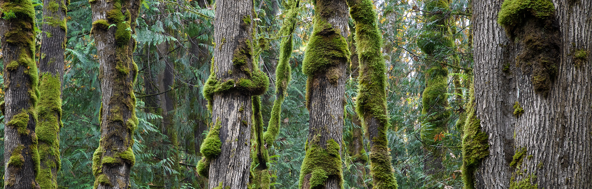 Trees with moss