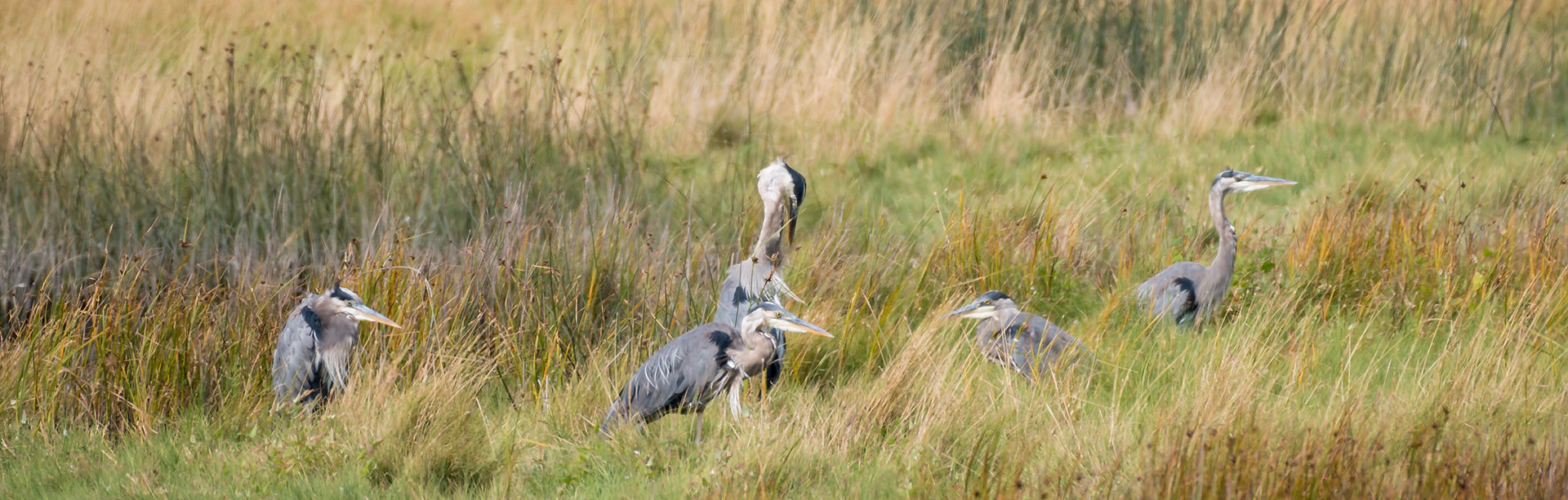 Herons in a Marsh