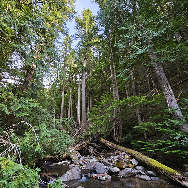 A mature Douglas-fir forest with creek running through it