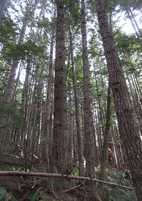 Image of the interior of a mature coniferous forest