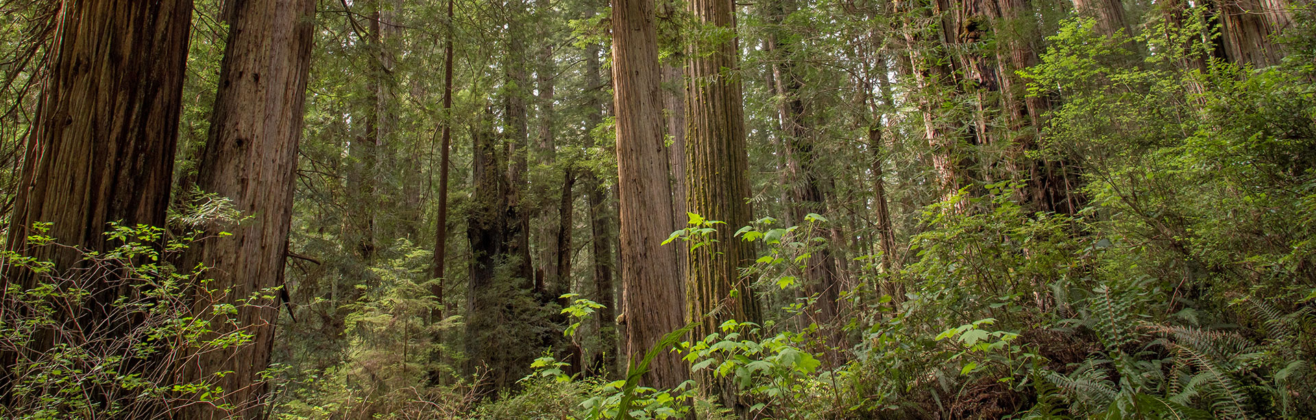 Redwood Forest Landscape Image