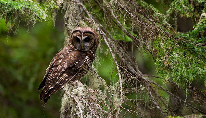 Spotted Owl Male perched on a branch in a green forest