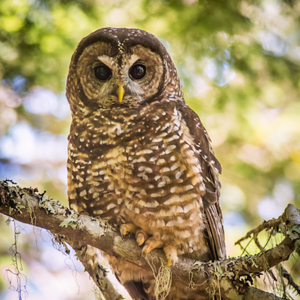 Spotted Owl on Branch