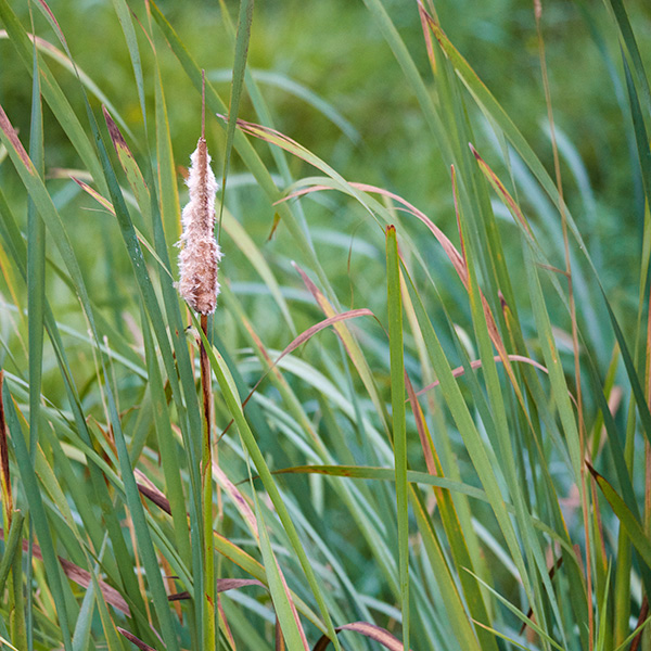 Cattail plant in a wetland