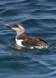Photo of a Common Murre on the Water