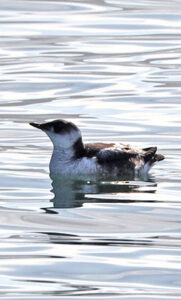 Photo of a marbled murrelet in winter plumage on the water