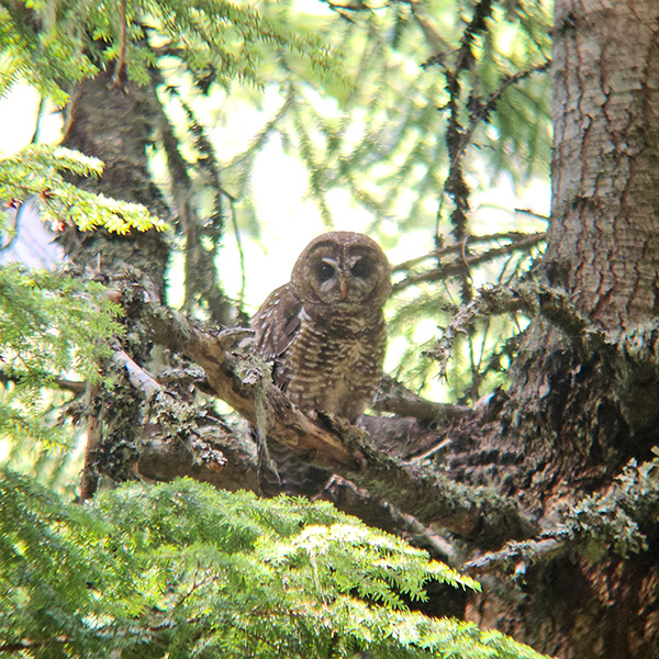 A Spotted Owl Perched on a branch in a tree