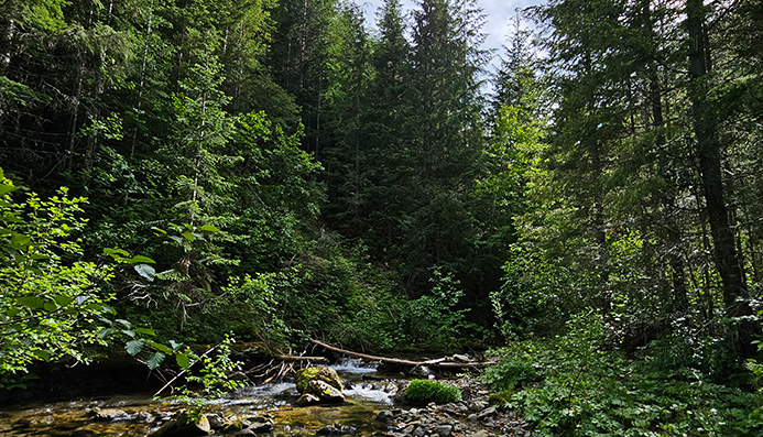 Overview photo of a forest with a stream running through it
