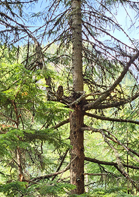 A wide shot of a spotted owl perched high in a tree