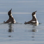 Pair of marbled murrelets on the water with upturned beaks