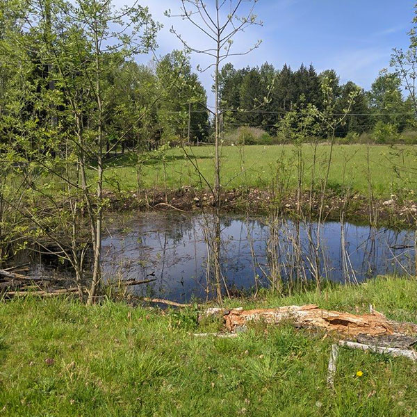 A ponded wetland located within a pasture