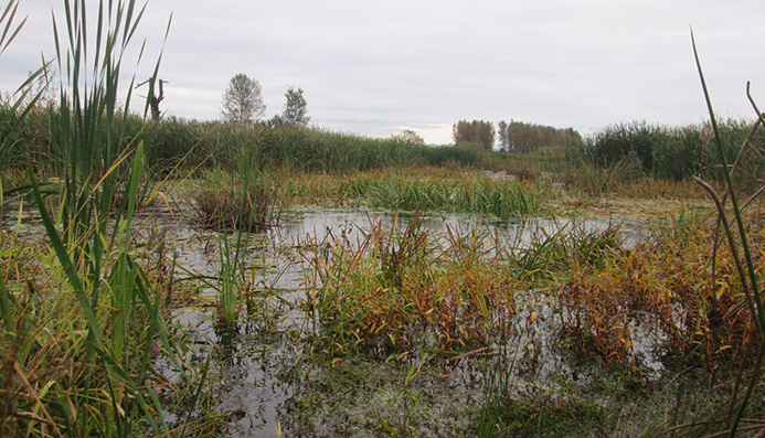 An overview photo of a wetland with ponded water and aquatic plants